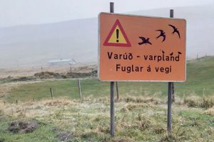 iceland-bird-sign