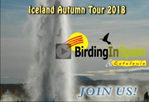 iceland-video-screen-blog