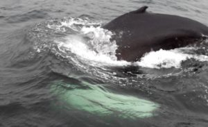 iceland-whale-2