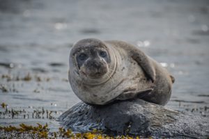 pascal-mauerhofer-sealblog
