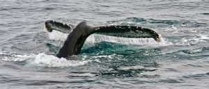 Humpback Whale tail fluke