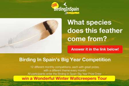 Birding In Spain's feather competition August
