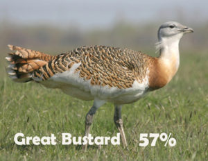 Great Bustard leads the voting