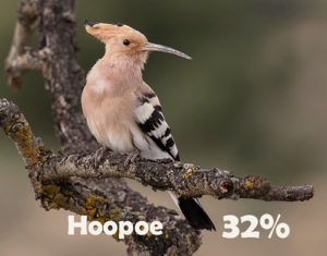 Hoopoe is in second position