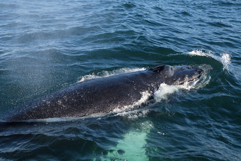 Humpback Whale