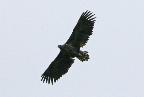 White-tailed Eagle, Iceland