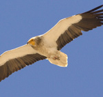 Egyptian Vulture – Neophron percnopterus