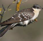 Great Spotted Cuckoo – Clamator glandarius