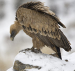 Griffon Vulture – Gyps fulvus