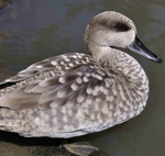 Marbled Duck – Marmaronetta angustirostris