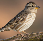 Rock Sparrow – Petronia petronia