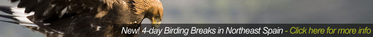 4 Day Birding Trip in Northeast Spain with BirdInginSpain