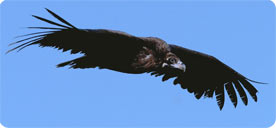 Black Vulture, birding in the Tramuntana Range - Mallorca