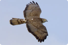 The northeast tip of Mallorca is one of the best areas for finding migratory birds like Honey Buzzard