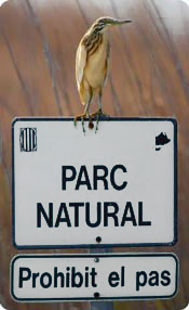 Birding in Spain