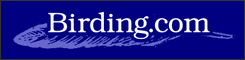 Bird watching in the USA and around the world