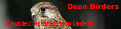 Disabled forest of Dean birders