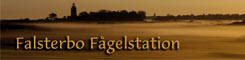 Falsterbo Fagelstation