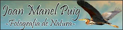 Photogallery of Joan Manel Puig. The main photographic contributor to Birdinginspain.com