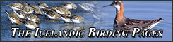 The Icelandic birding pages. Information and lots of photos of birds of Iceland.