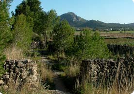 The path to the mound of the S'Albufereta passes through a small pinewood and between dry stone walls.
