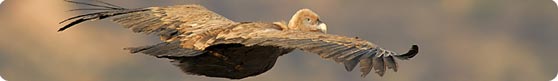 This photographic trip also offers the possibility of photographing other carrion-feeding birds like Griffon Vulture - Photo by Jan-Michael Breider