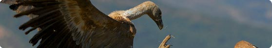 Photography of Griffon Vulture (Gyps fulvus)
