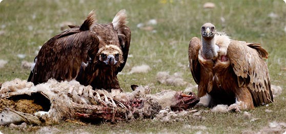 Black Vulture and Griffon Vulture - photo by Jan-Michael Breider