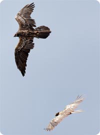 Lammergeiers, the rarest vulture in Catalonia - photo by Jan-Michael Breider