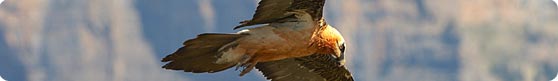 The Lammergeier is Europe's rarest vulture - Photo by Jan-Michael Breider