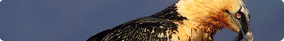 The Lammergeier is Europe's rarest vulture - Photo by Jan-Michael Breider