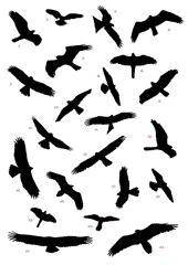 Raptor Silhouettes