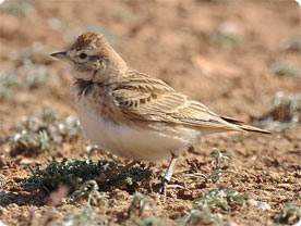 Short-toed Lark can be found in Son Morell Itinerary