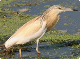 Squacco Heron - South of Ebro Delta