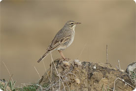 ...walk down to the coast, looking for Tawny Pipit, Thekla Lark and warblers on the way...