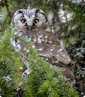 Tengmalm's Owl