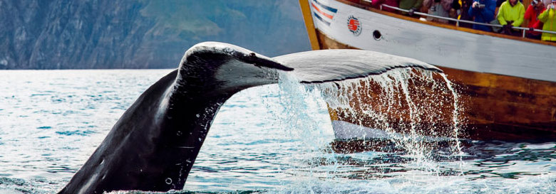 Humpback Whales can be spotted and ocasionally swims near the boats