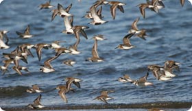 Visit the Remolar reserve and watch a wide variety of waders, ducks, gulls...