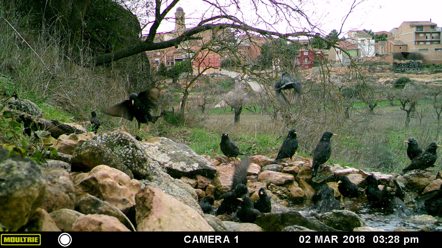 Starling festival at Bovera