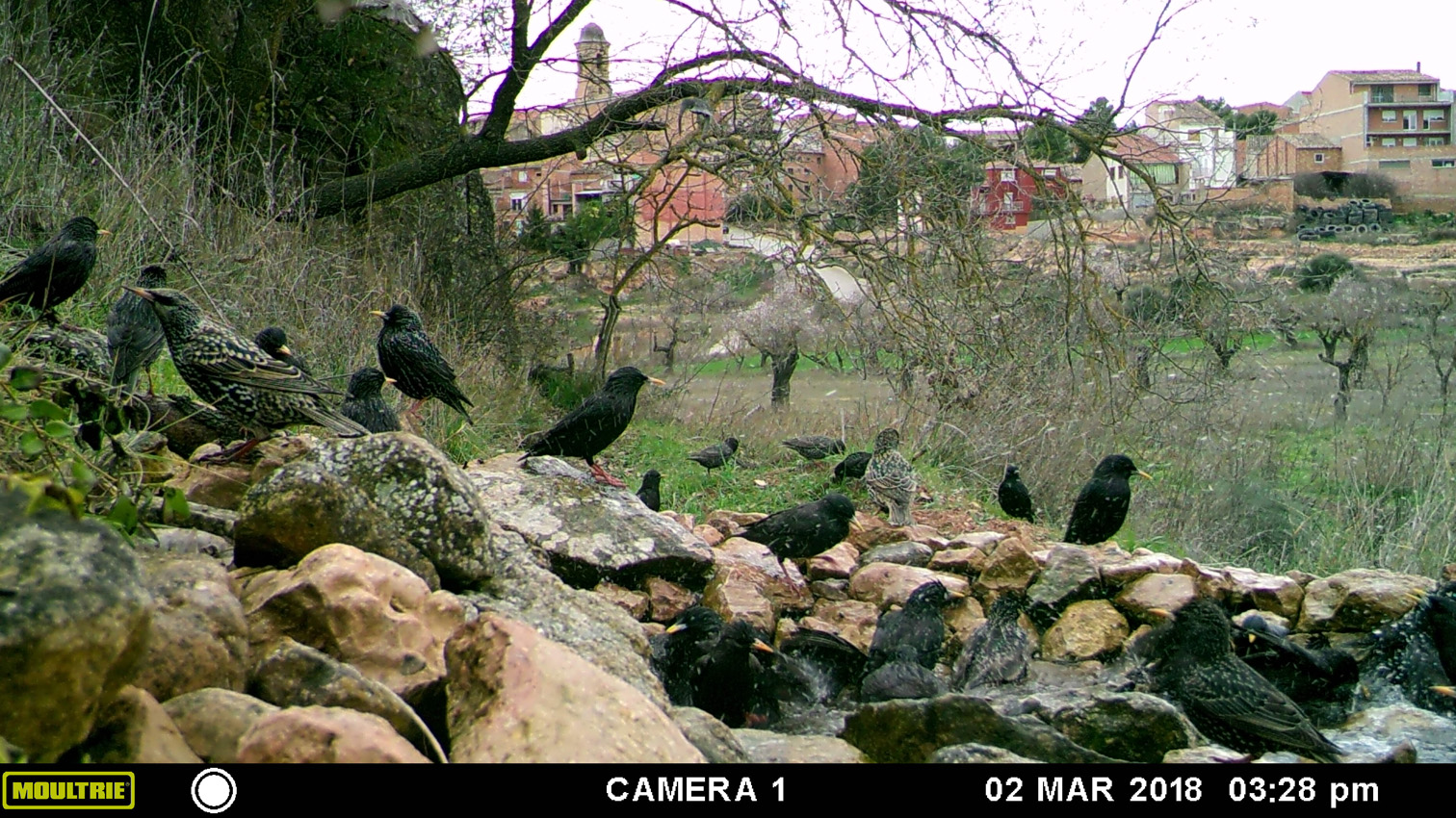 Starling festival at Bovera