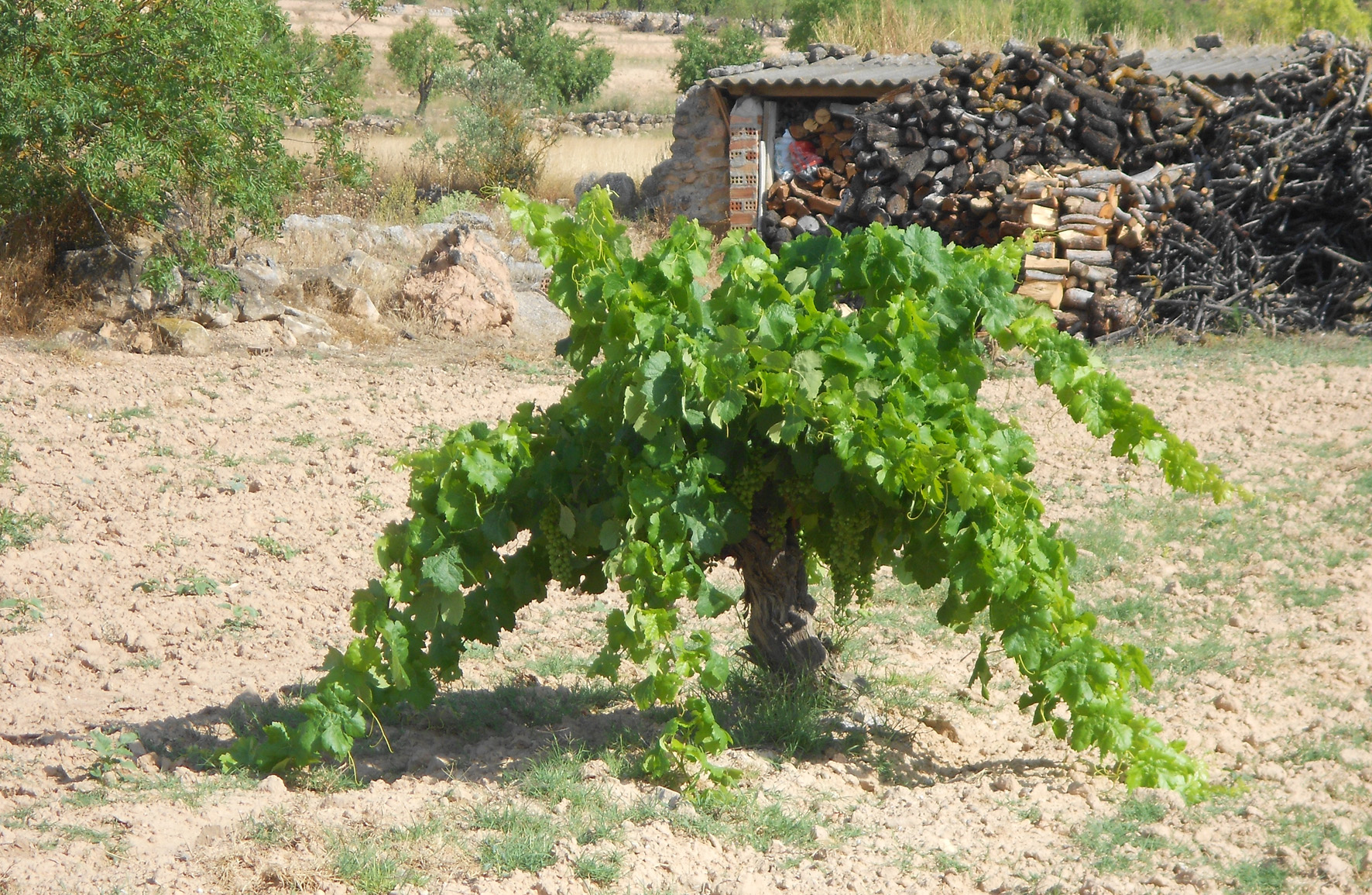 grapevine at the Pou del Mano, Bovera