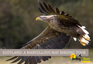 White-tailed Eagle, or Sea Eagle in Scotland