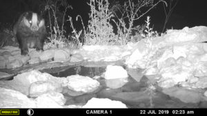 Badger at the drinking pool