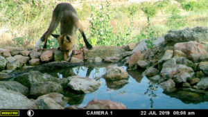 Red Fox at the Pou del Mano drinking pool