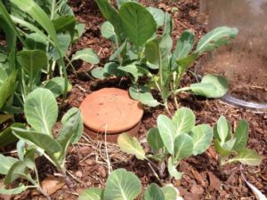 home-made olla for watering