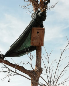 Blue Tit nest box on persimon tree