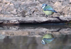 Blue Tit, Cyanistes caeruleus, at drinking pool