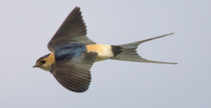 Red-rumped Swallow, Cecropis daurica