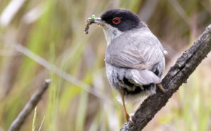 Male Sardinian Warbler, Sylvia melanocephala