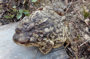 Common Toad, Bufo bufo